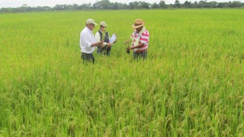 Arroceros del Huila piden refinanciar deudas por crisis de precios